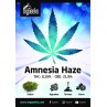 Amnesia Haze