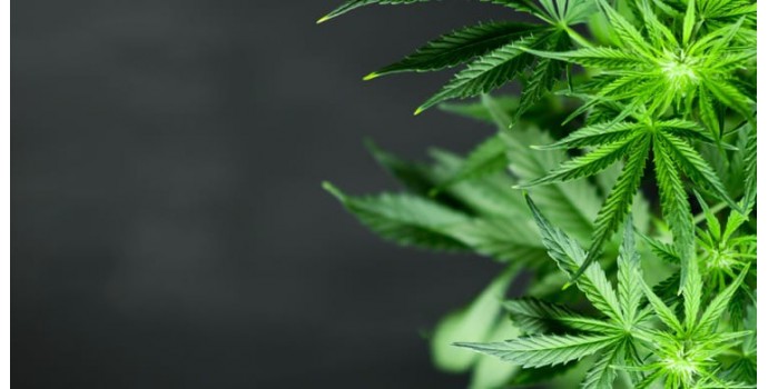 Does CBD oil act on anxiety?