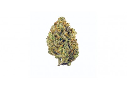 Découvrez la variété de cannabis Super Lemon Haze sans THC, riche en CBD
