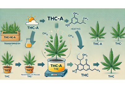 THC-A: Origins, Effects, and Legislation